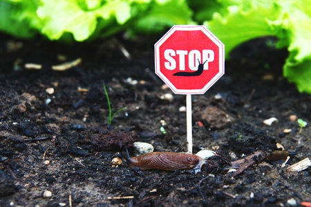slugs ahead a slug-stop-signの写真素材