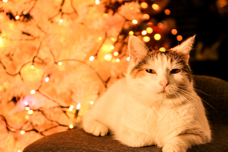 white cat lying by the christmas treeの写真素材