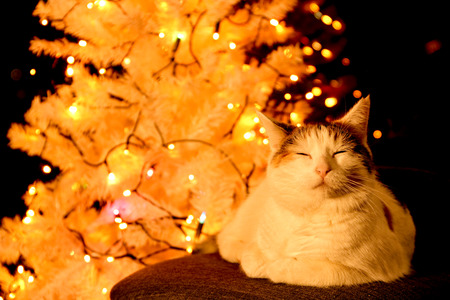 white cat lying by the christmas treeの写真素材
