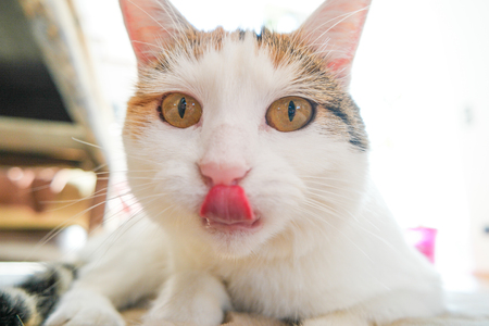 white cat pokes out tongueの写真素材