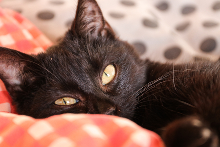 black cat in the bedの写真素材