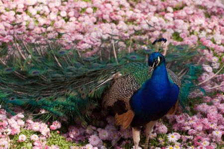 pink peacockの写真素材