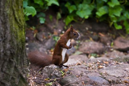 chipmunkの写真素材