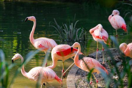 flamingosの写真素材