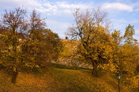 budapest park with yellow leafsの写真素材