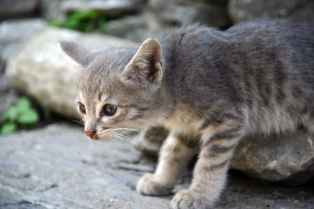 kitten