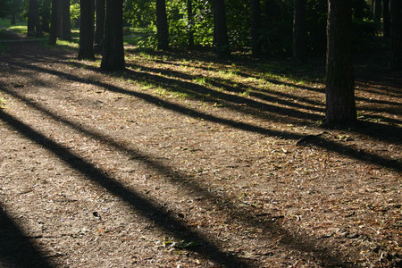 tree shadow in the park