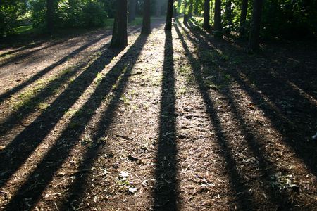 tree shadow in the parkの写真素材