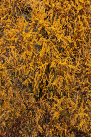 Yellow leafsの写真素材