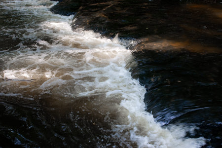 River in the forest