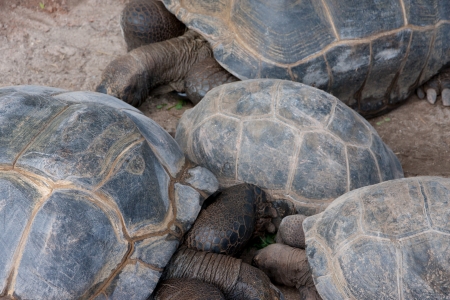 Seychelles Turtlesの写真素材