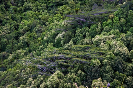 Seychelles Mountains Viewの写真素材