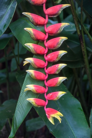 Seychelles Natureの写真素材