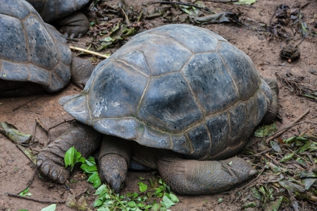 Seychelles Turtlesの写真素材