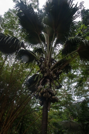 Coco de mar coconutの写真素材