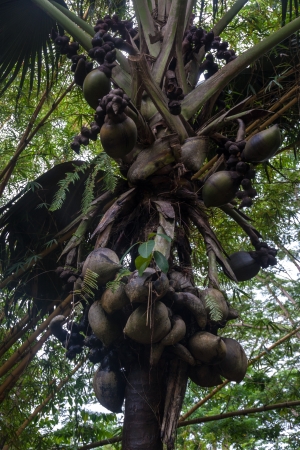 Coco de mar coconutの写真素材