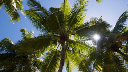 Seychelles Palms