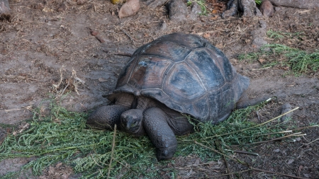 Turtles on Seychellesの写真素材
