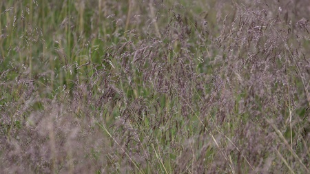 Karkonosze Mountain Views and Trekking in Polandの写真素材
