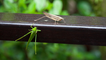 brown and green insectsの写真素材