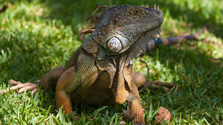Iguanas in Costa Rica beachの写真素材