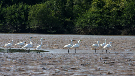 Palo Verde National Park Wildlife Riverの写真素材