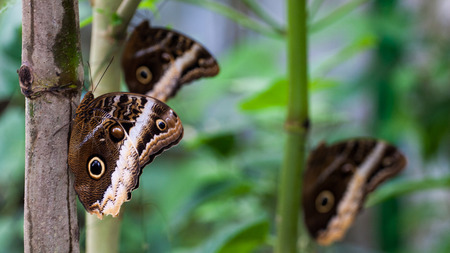 Butterflies in Costa Ricaの写真素材