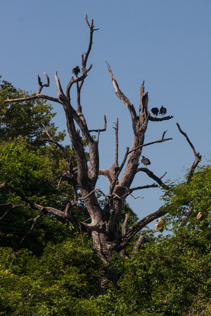 Palo Verde National Park Wildlife Riverの写真素材