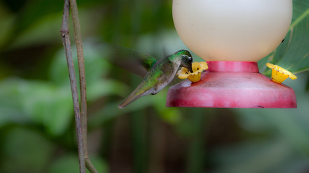 Hummingbird in Costa Ricaの写真素材