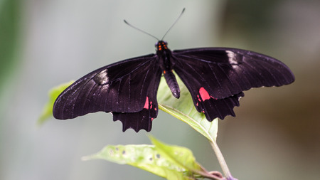 Butterflies in Costa Ricaの写真素材