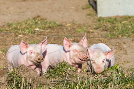 Young pigs before their fenceの写真素材