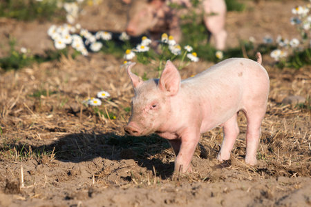 Happy piglets in free range