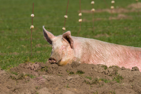 Domestic pig relaxes in a sand pit on an organic farm