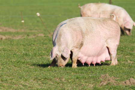 Pregnant sow in a meadowの写真素材