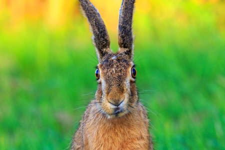 Funny frontal portrait of a wild hareの写真素材