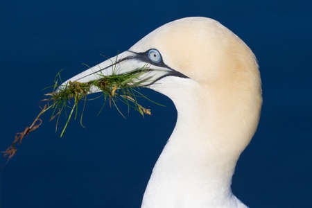 Portrait of a gannet with nesting materialの写真素材