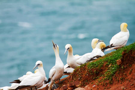 Gannet colony in the North Sea on the island of Helgolandの写真素材