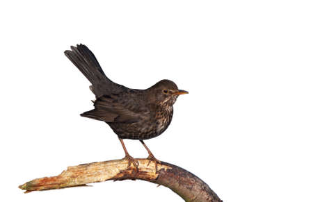 Female blackbird sitting on a branch against a white backgroundの写真素材