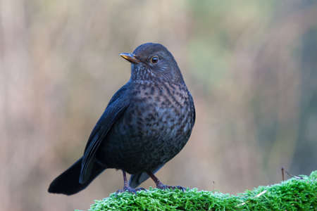 Blackbird on mossy tree trunkの写真素材