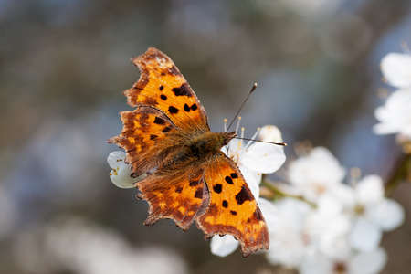 C butterfly during spring floweringの写真素材