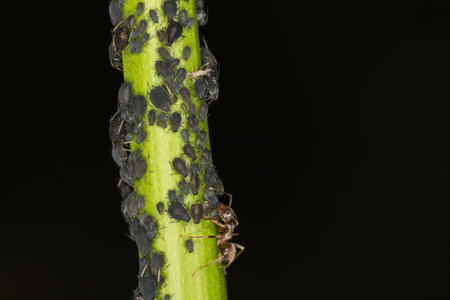 Aphids on plant stem with milking ant