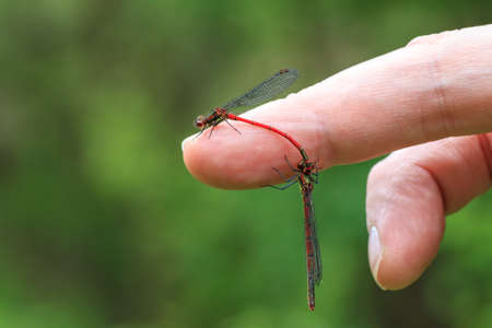 Mating dragonflies on fingerの写真素材