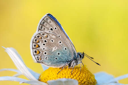 Beautiful blueberry on the blossom of a daisyの写真素材