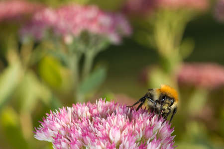 Bumblebee seeks nectar in bloom with a colorful summery backgroundの写真素材