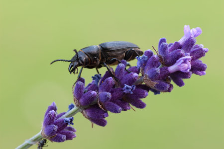 firewood long-horn on lavender blossom