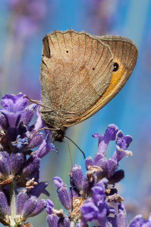 Big ox-eye feeds on lavender nectar