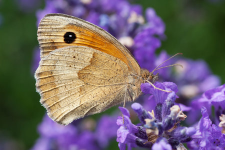Butterfly on lavender blossom