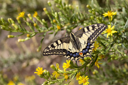 Swallowtail on flowers in Spain