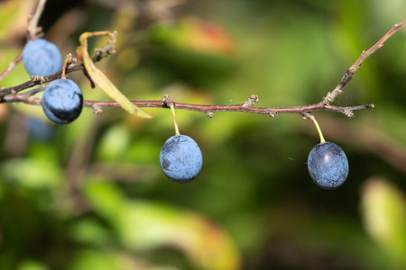 Fruit of the blackthorn
