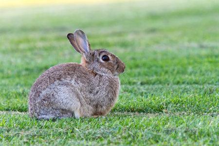 Wild rabbit on freshly mown lawn